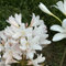 bulbi di giglio ragno - lycoris radiata - bulbi di aconito invernale, pianta perenne resistente bulbi rossa bulbi di fiori, fiori da balcone bulbi a primaverile, 2pcs