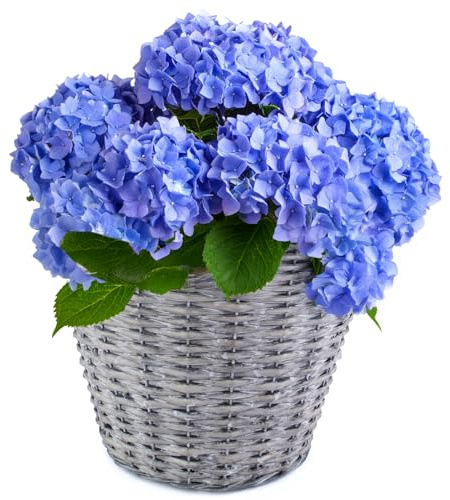 matches21 HOME & HOBBY Geflochtener Pflanzkorb Ø 30 cm aus Weide mit Folie - dekorativer Blumentopf & Übertopf für innen & außen