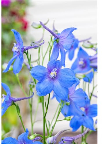 Delphinium grdfl.'Blauer Zwerg' - Großblütiger Zwerg-Rittersporn 'Blauer Zwerg' - 9cm Topf