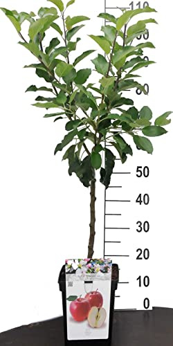 Apfel Zwergobstbaum oder Mini Obstbaum Apfelbaum Malus Rote Boskoop