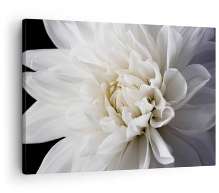 ARTTOR Bilder auf Leinwand 70x50cm Wandbild Botanik Blumen - 5229 | Blume Dahlie Natur Klein Wanddekoration Wohnzimmer Schlafzimmer Küche Wanddeko Wand Kunstdruck Wandkunst Wall Decor ARTTOR