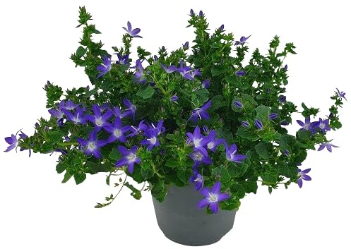 Campanilla Planta Natural de Exterior y Fácil de Cuidar