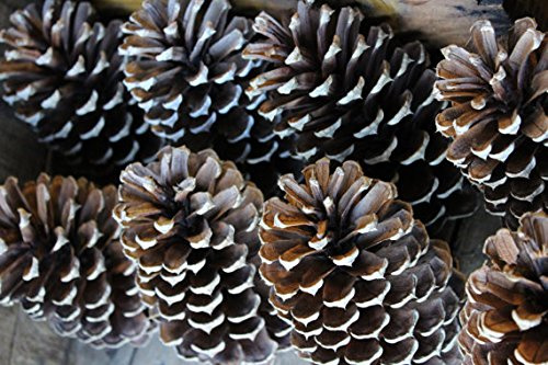 AMOS and SAWYER 10x Pine Cones, 5-6 Tall, for Decoration or Craft