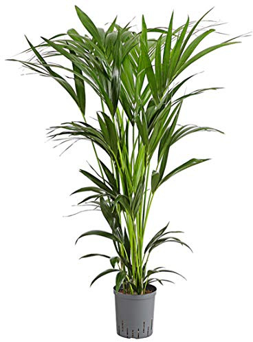 Dehner Kentia-Palme, in Hydrokultur, ca. 90-100 cm, Ø Topf 18 cm | Howea forsteriana, inkl. Wasserstandsanzeiger, pflegeleichte Zimmerpalme, für halbschattige und luftfeuchte Standorte