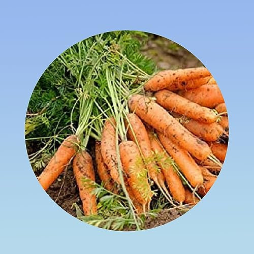 Planète graines - graines de carotte Berlicum - sachet 3 grammes environ 2400 graines