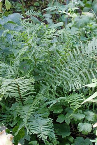 Dryopteris filix-mas 'Linear Polydactylon' 9x9 cm Topf – Winterhart, Mehrjährig, Pflegeleicht – Wurmfarn – Schattenstaude für Garten & Beet