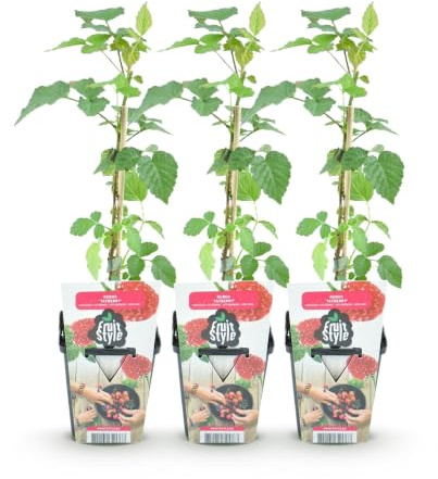 GreenboutiQ - Obstpflanzen - Taybes - Rubus Tayberry - Winterhart - 3 Pflanzen - Topf 9 cm - Rote Früchte