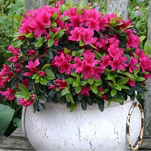 3 X ROSA AZALEE JAPANISCHER IMMERGRÜNER STRAUCH WINTERHARTE GARTENPFLANZE IM 9CM TOPF