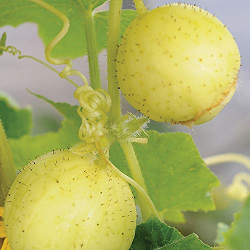 Cucumber Crystal Apple Half-Hardy Annual Seeds (20 Seeds) by Thompson and Morgan