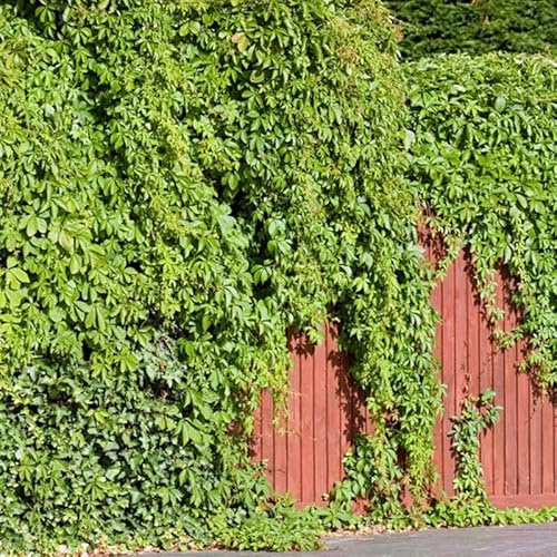 interior con semillas de hiedra - perennes resistentes exterior balcón jardín silvestres extremadamente 200pcs