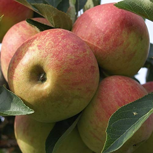 Elstar, aromatischer Winterapfel als kleinbleibender Buschbaum, schwach wachsende Unterlage: M9