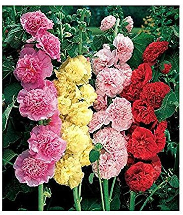 Stockrosen - Alcea rosea - Malve - Hollyhock Chater's Double Mix - 30 Samen