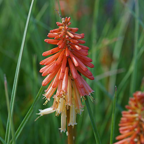 Blumixx Stauden Kniphofia 'Papaya Popsicle' - Garten-Fackellilie orangerot