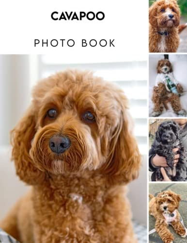Photo Book Of Cavapoo: Cavapoo Picture Book For Photos With 30+ Pictures Photos, 2023 Photobook Photography Christmas Gifts For Men Women Mom Dad
