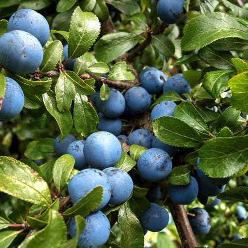 semi di prugnolo prugnolo da frutto da frutto raro colonnare esotico vecchie varietà balcone nani, resistenti frutteto comprare semi di 60pcs