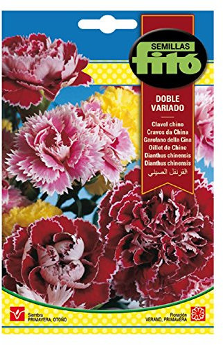 Semillas Fitó 542- Semillas de Clavel Chino Doble Variado