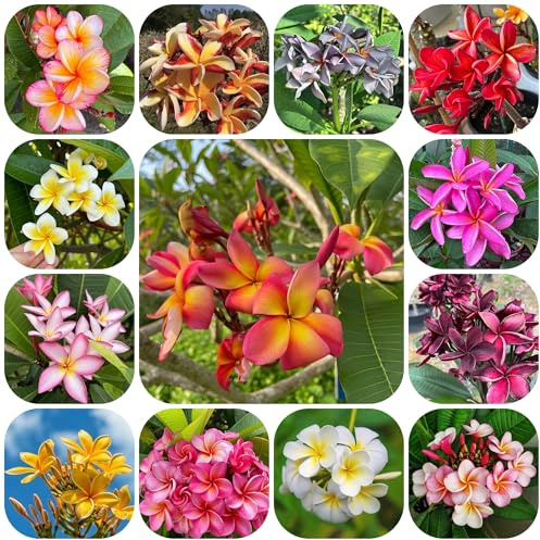 semillas de plumeria, plumeria rubra, lugares soleados macetas jardín de arbustos arbustos resistentes semillas orgánicas perennes resistentes 200pcs