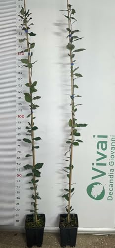 De Plante Chêne  Holm  CM 140/160 IN Vase (Photo Réelle) Quercus Ilex