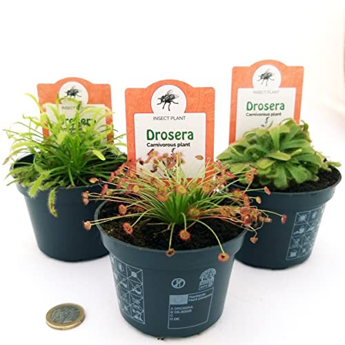 POWERS TO FLOWERS - DROSERA TRIS: ALICIAE, PARADOXA, CAPENSIS, VASO 10 CM DIAMETRO, 3 PIANTE, piante vere