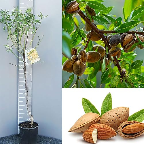 SAVINI VIVAI Planta de Almendro Guara Plantas Frutales Árbol en Maceta 22-24 cm 2-3 años Altura 130-150 cm