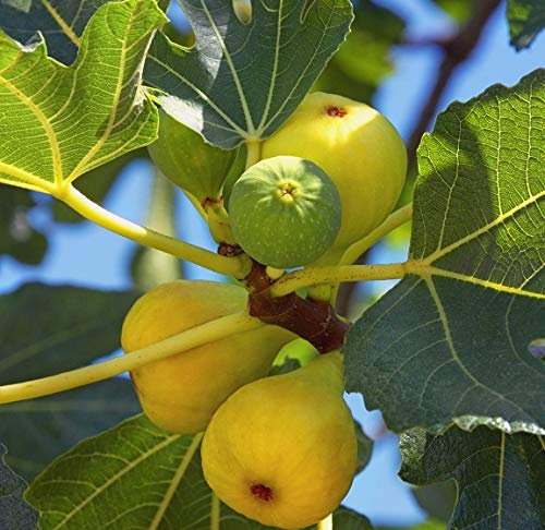 Feige `Desert King´, winterharte Fruchtfeige, Ficus carica, 40-60cm, im Topf