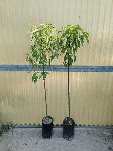 Piante di Pesco, Pesco Noce, Platicarpa. Foto Reali. Piante da 3 anni (Pesca Noce Snow Queen (Bianca))