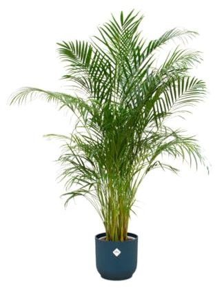 Offerta combinata - Palma Areca inclusa elho Vibes Fold Round blu Ø30-140 cm