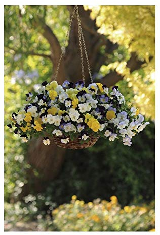 PREMIER SEEDS DIRECT - Pansy Seeds - Trailing Winter Flowering - Cool Wave Mixed (100 Seeds)