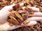 Corteza de pino rojo portugués 15/30 mm (1 kg - aproximadamente 5 lt)