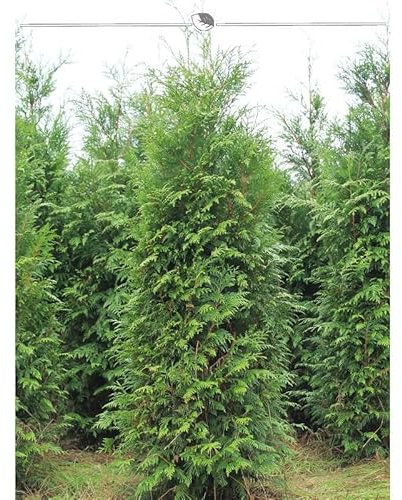 Lebensbaum Thuja plicata Atrovirens 160-180 cm. Angebot: 12 Thuja Heckenpflanzen