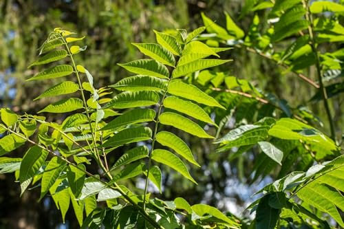 Chinesischer Gemüsebaum 150-200 cm Topf Toona sinensis duftend Kübelpflanze