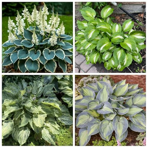 Winterharte Hosta Wurzel - Funkien Rhizome für Garten Balkon Dekoration, Hochwertige Hosta Zum Kaufen-8Hosta knolle-E