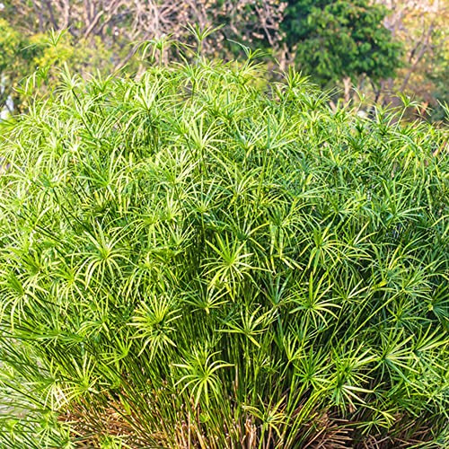 Cyperus papyrus - pflanzendeko büropflanzen hochbeete für garten zimmerbonsai bonsai balkonpflanzen winterhart steingartenpflanzen pflanztöpfe pflanzenkübel topfpflanzen pflanzensamen 130samen