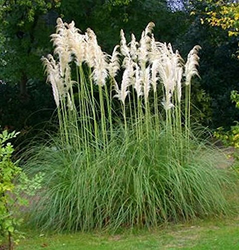Pampasgras Senior - XXXL Topf - Cortaderia selloana - lebende Gartenpflanze aus den Baumschulen
