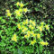 Haloppe 100 Stück Fetthenne Notoginseng Pflanzensamen für die Bepflanzung des Hausgartens, Sedum Aizoon Samen Gesunde Sedum Golden Moss Fetthenne Sedum Acre Samen Samen