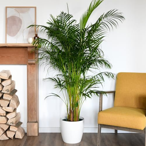 1 x Areca Palm Tree | Areca Dypsis Palm | Golden Cane | Air-Purifying Indoor Plant | Pet-Friendly | Elegant Arching Foliage | Ideal for Home Display - 9cm Pot by Thompson and Morgan