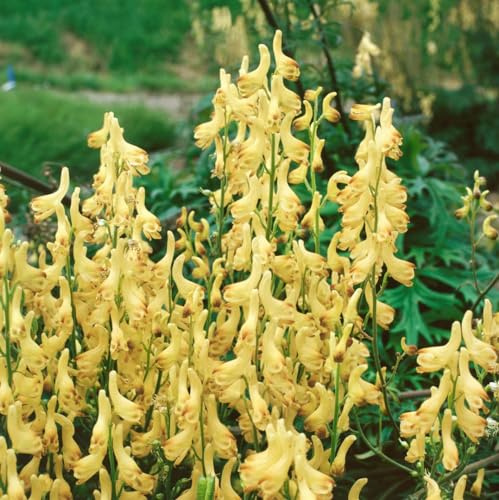 Aconitum lycoctonum ssp. vulparia 9x9 cm Topf – Winterhart, Mehrjährig, Pflegeleicht – Wolfs-Eisenhut – Staude für Schattenbeet & Gartenrabatte