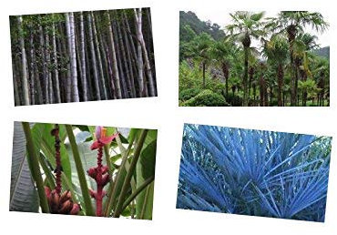 Winterharter Exoten Mix ☆ Bananen, Palmen & Bambus ☆ 60 Samen