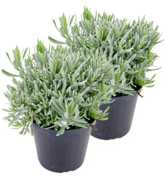 2er Set Italienischer Lavendel 15cm Topf, echter Lavendel Pflanze, Lavendula Angustifolia