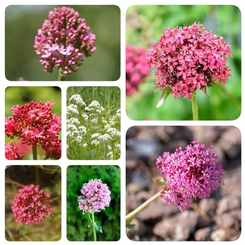 Semi di valeriana, Valeriana officinalis, esotiche semi di da giardino roccioso resistenti biologici 80pcs