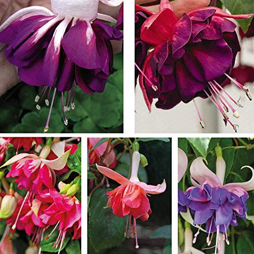 Fuchsia Giant Marbled 5X Postiplugs Garden Plant Half-Hardy Perennial Flowering Garden Plants Easy to Grow Your Own by Thompson and Morgan