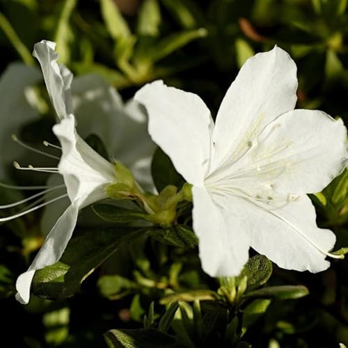 Azalea Rhododendron Adonis, Bushy Potted Plant, Pure White Flowers 3fatpigs®
