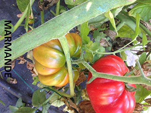 SEMI POMODORO MARMANDE PRECOCE
