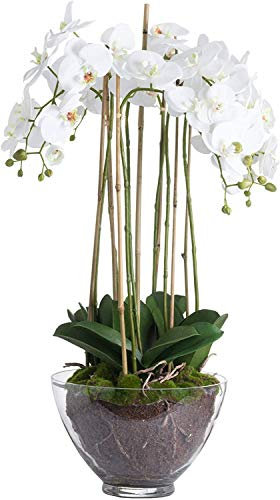 Hill Interiors Orquídea Blanca Grande en Maceta de Cristal