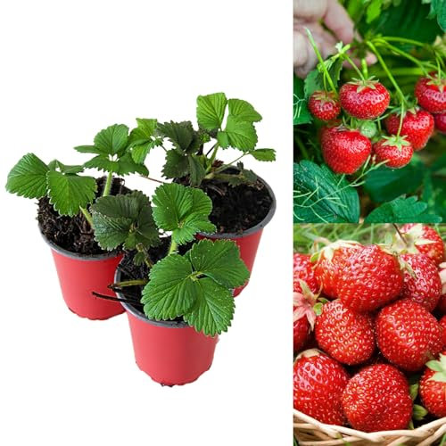 Carbeth Plants - Strawberry Mixed Fruit Plants - Hardy Garden Bushes in 9cm Pots - Grow Your Own (6)