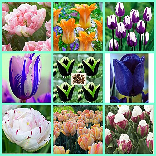 Mix,Bulbi di tulipani,perenni,bulbi di tulipani misti,resistenti al freddo,che fioriscono da marzo a maggio,decorazione dell'ufficio,decorazione della casa,piantati in vaso o a terra
