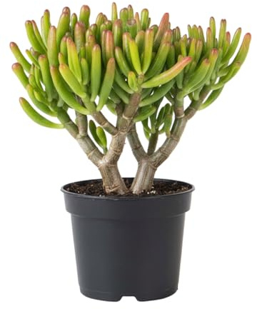 Dedos de Shrek Crassula Ovata Gollum DECOALIVE Maceta 12 cm Altura 20 cm Planta Viva para Regalo y Hogar