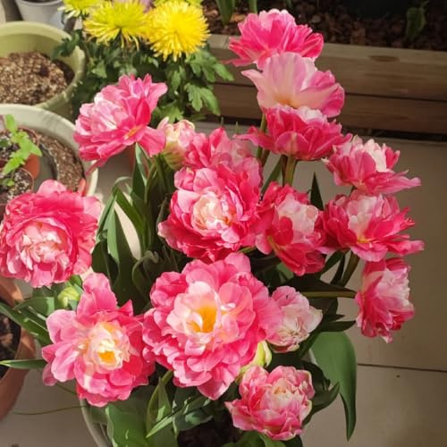 Bombilla de tulipán perennes resistentes,en macetas resistentes,bellamente brillantes con Decoración de jardín,5pcs