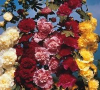 Just Seed - Flower - Hollyhock - Charters Double Mix - 80 Seeds