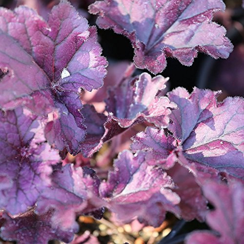 Heuchera Forever Purple Coral Bells Outdoor Flowering Perennial Garden Plants in Plant Pot (9cm Pot, 15-30cm)